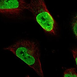 FAM188A Antibody, Novus Biologicals:Antibodies:Primary Antibodies